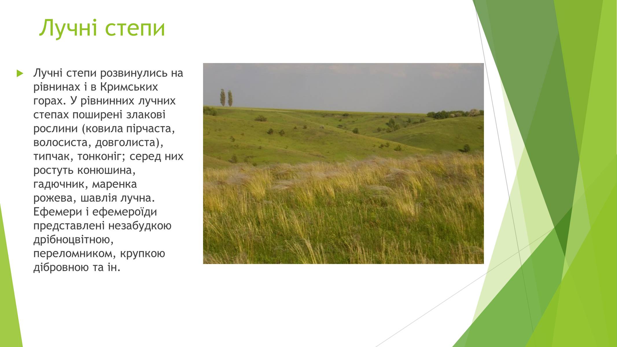 Презентація на тему «Рослинний покрив України» (варіант 1) - Слайд #13 Презентація на тему «Рослинний покрив України» (варіант 1) - Слайд #13