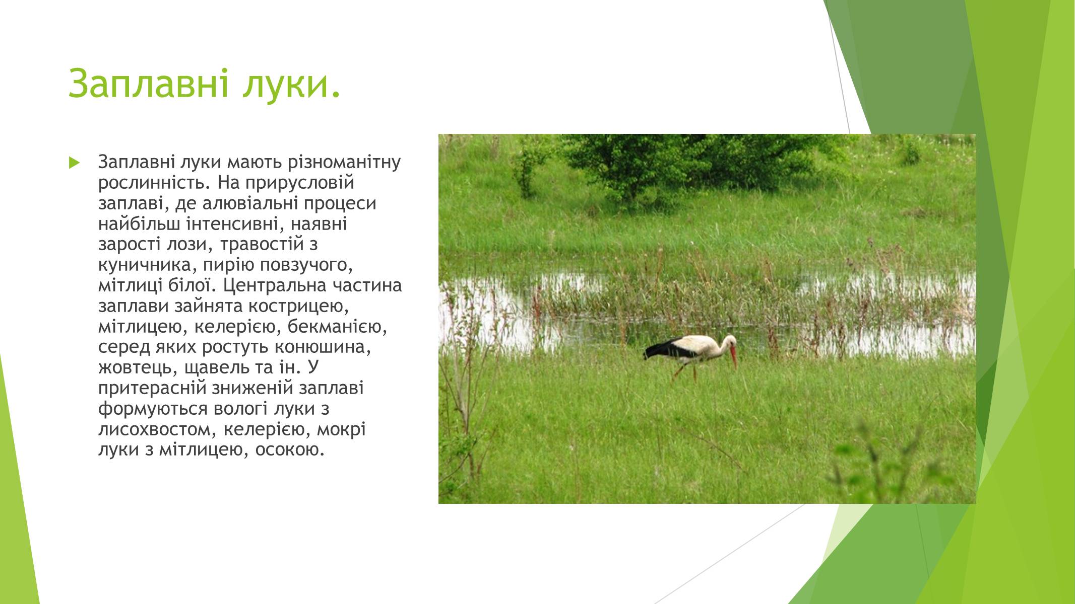 Презентація на тему «Рослинний покрив України» (варіант 1) - Слайд #16 Презентація на тему «Рослинний покрив України» (варіант 1) - Слайд #16