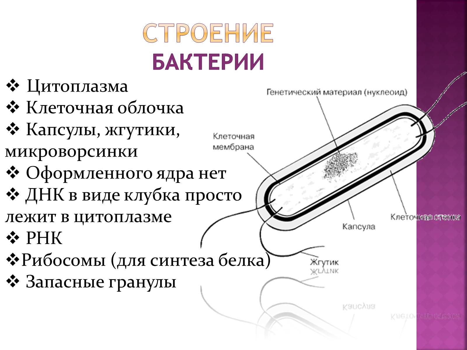 Презентація на тему «Симптоматика вирусных и бактериальных заболеваний» - Слайд #4 Презентація на тему «Симптоматика вирусных и бактериальных заболеваний» - Слайд #4