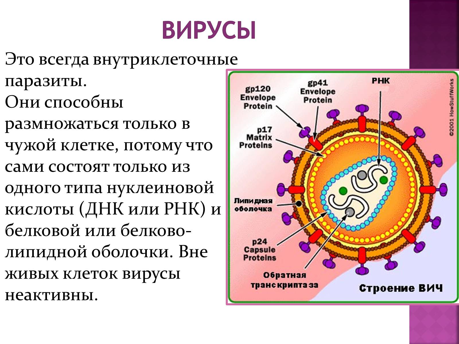 Презентація на тему «Симптоматика вирусных и бактериальных заболеваний» - Слайд #5 Презентація на тему «Симптоматика вирусных и бактериальных заболеваний» - Слайд #5