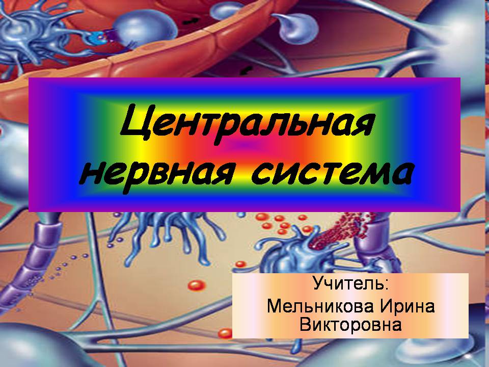 Презентація на тему «Центральная нервная система» - Слайд #1 Презентація на тему «Центральная нервная система» - Слайд #1