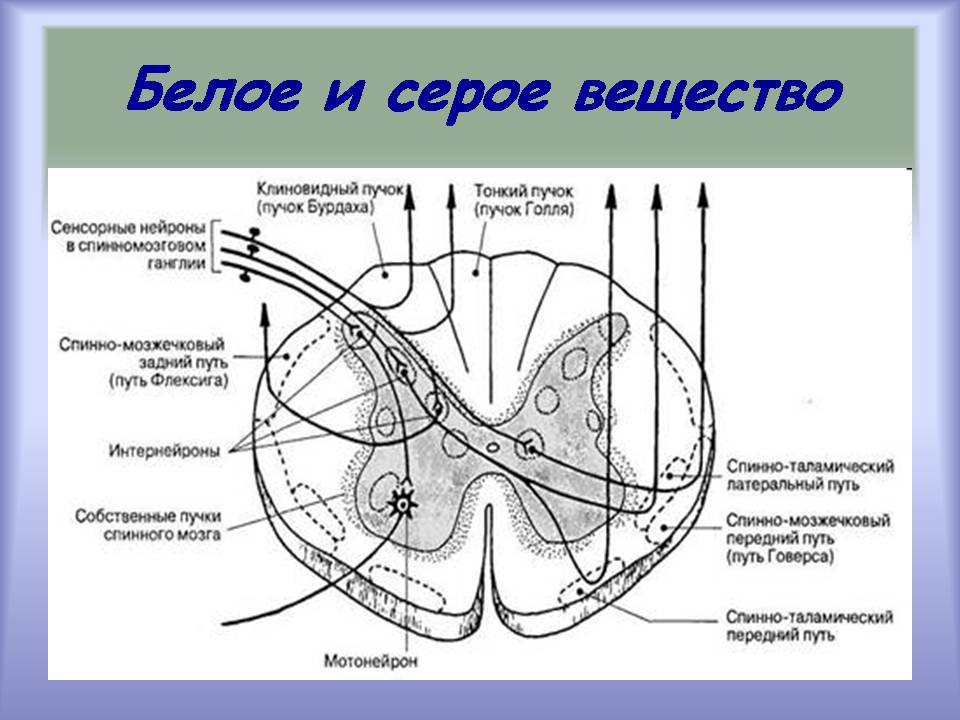 Презентація на тему «Центральная нервная система» - Слайд #15 Презентація на тему «Центральная нервная система» - Слайд #15