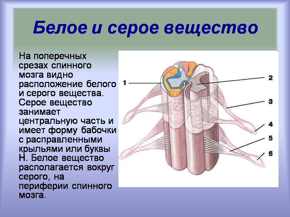 Презентація на тему «Центральная нервная система» - Слайд #16 Презентація на тему «Центральная нервная система» - Слайд #16