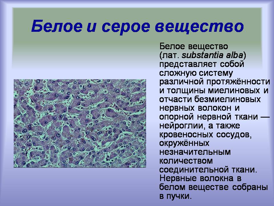 Презентація на тему «Центральная нервная система» - Слайд #17 Презентація на тему «Центральная нервная система» - Слайд #17