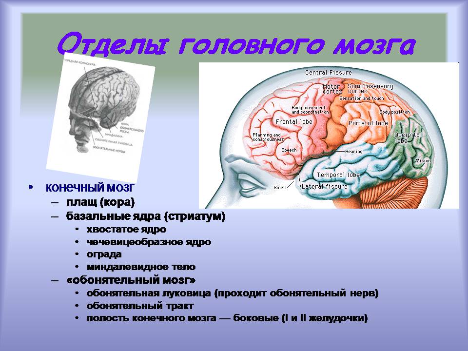 Презентація на тему «Центральная нервная система» - Слайд #6 Презентація на тему «Центральная нервная система» - Слайд #6
