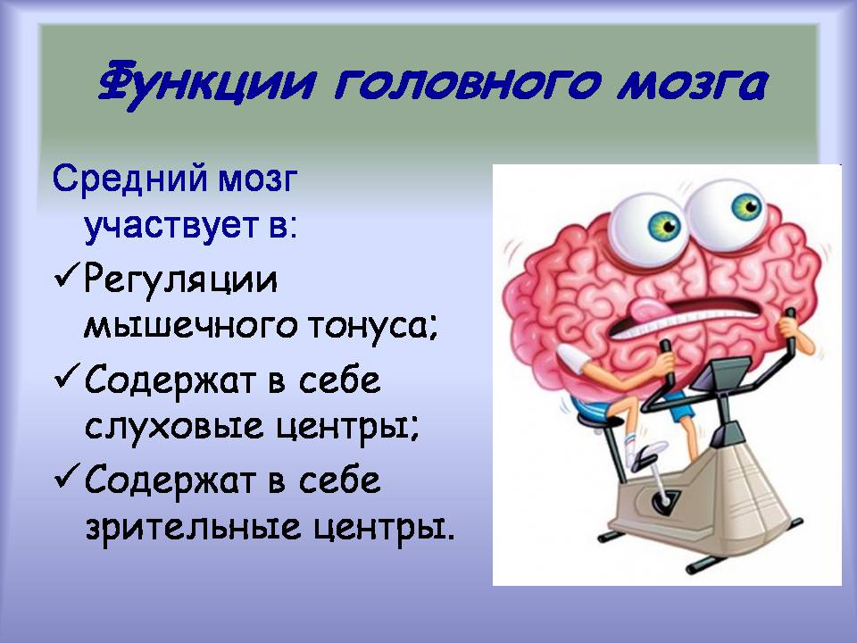 Презентація на тему «Центральная нервная система» - Слайд #9 Презентація на тему «Центральная нервная система» - Слайд #9