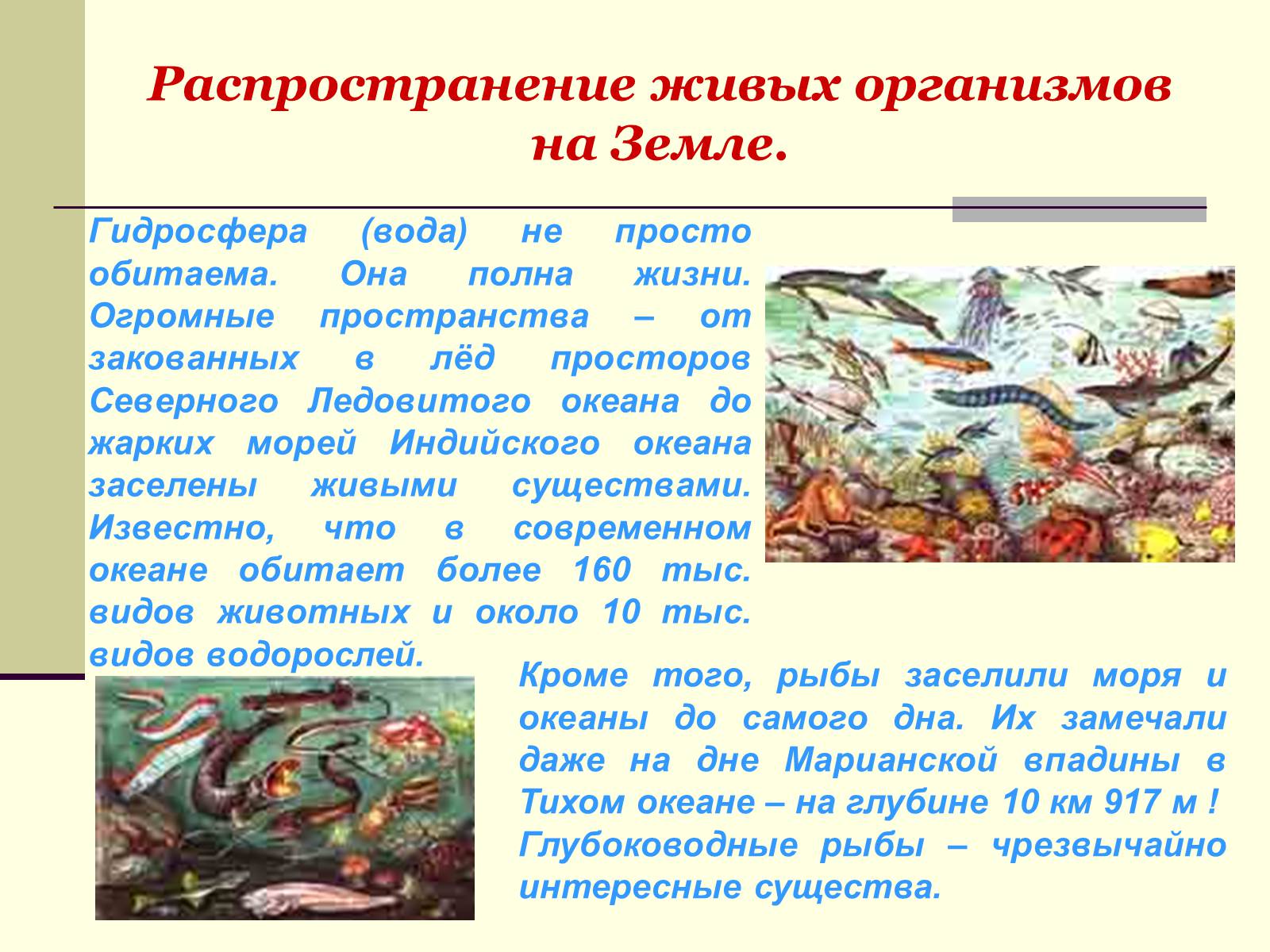 Презентація на тему «Где встречается жизнь на Земле?» - Слайд #13 Презентація на тему «Где встречается жизнь на Земле?» - Слайд #13