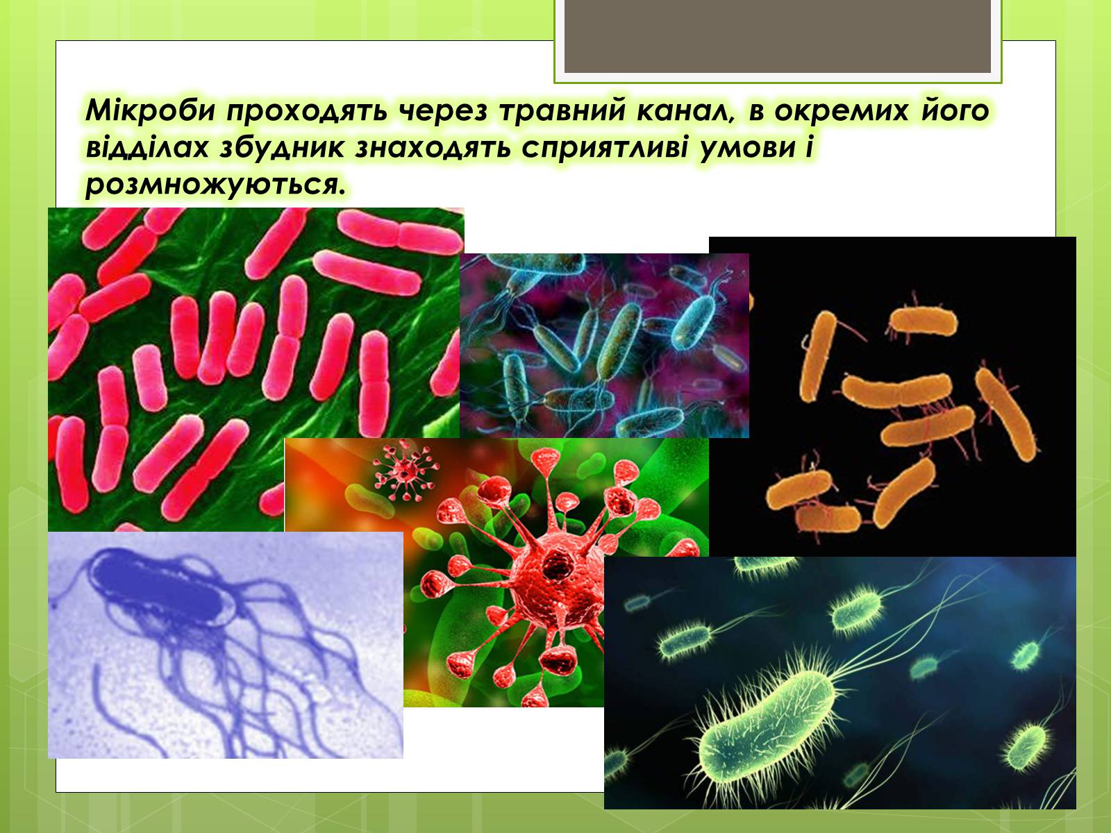 Презентація на тему «Кишкові інфекції» - Слайд #13 Презентація на тему «Кишкові інфекції» - Слайд #13