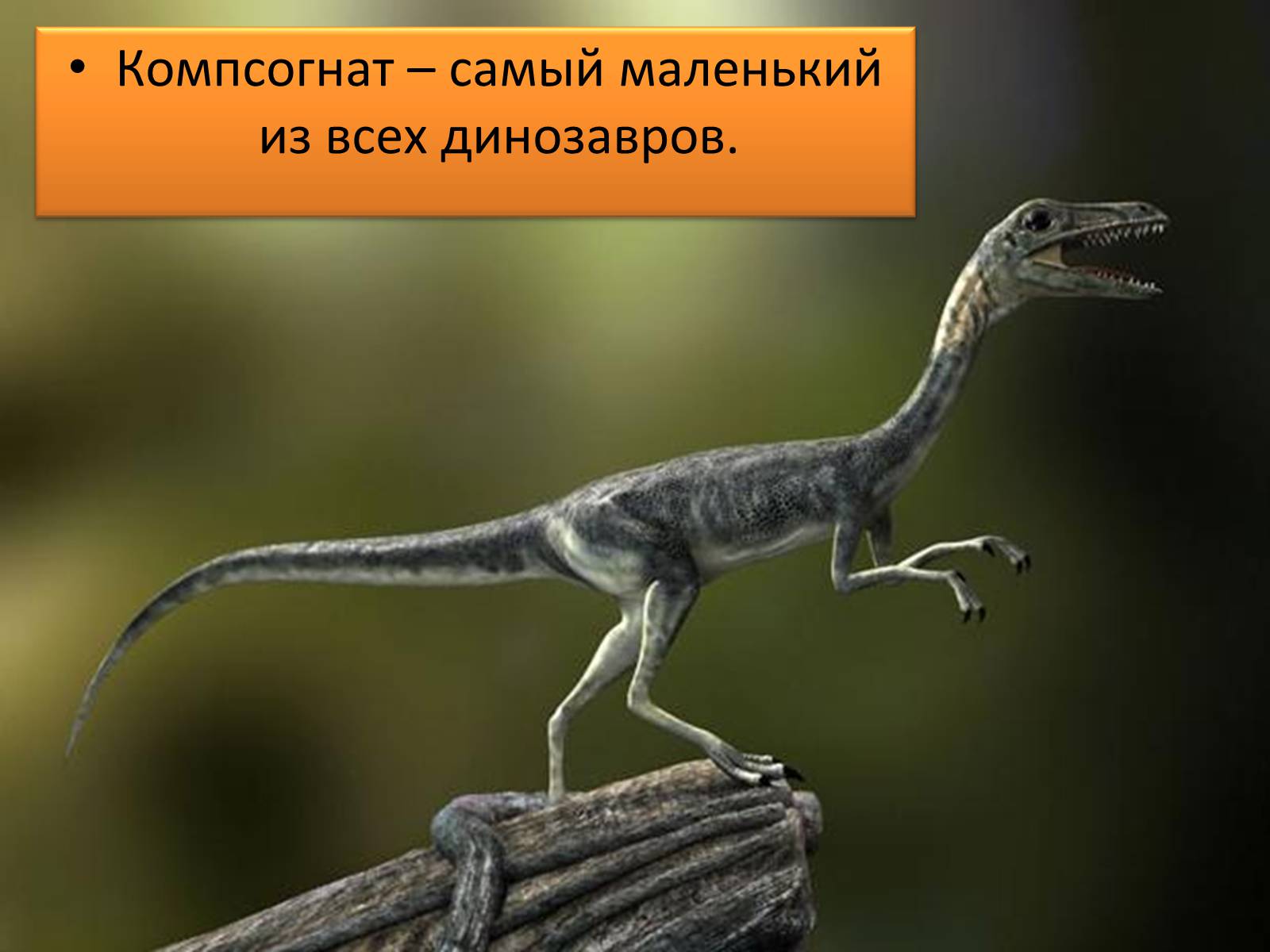 Презентація на тему «Век динозавров» - Слайд #10 Презентація на тему «Век динозавров» - Слайд #10