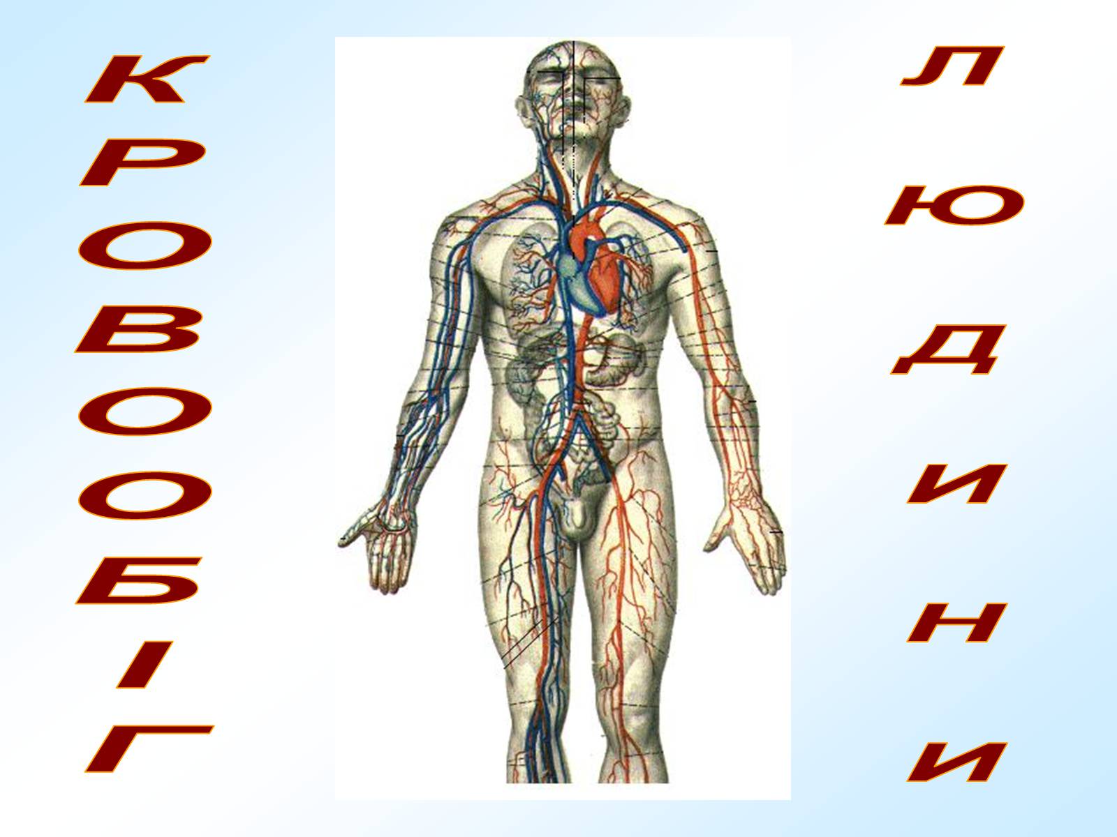 Презентація на тему «Кровообіг» - Слайд #1 Презентація на тему «Кровообіг» - Слайд #1