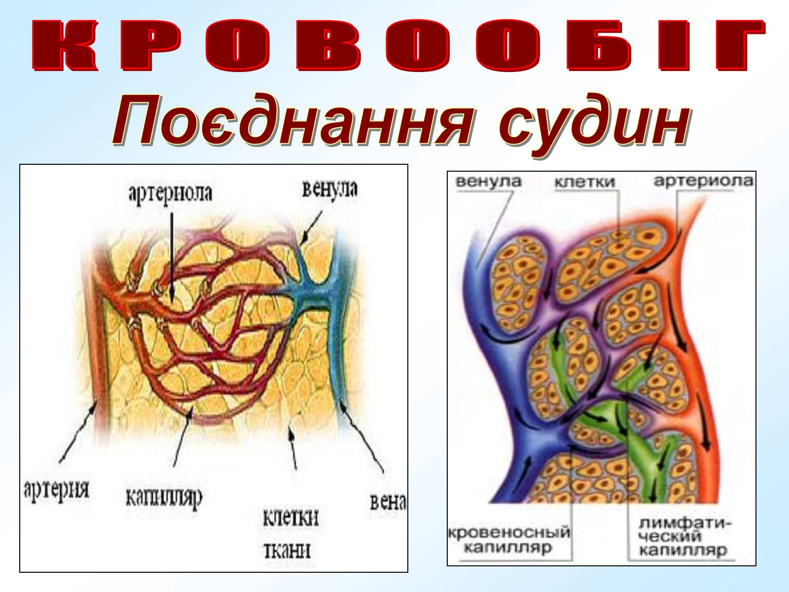 Презентація на тему «Кровообіг» - Слайд #12 Презентація на тему «Кровообіг» - Слайд #12