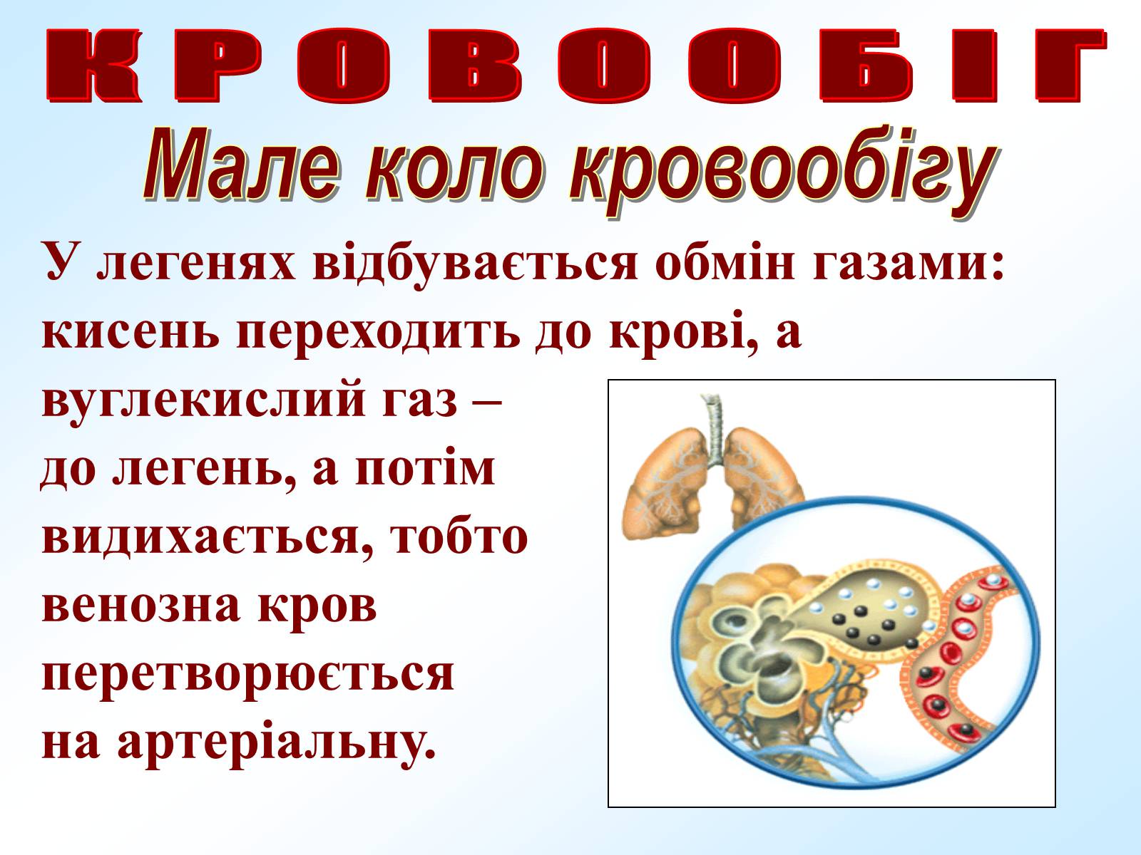 Презентація на тему «Кровообіг» - Слайд #14 Презентація на тему «Кровообіг» - Слайд #14
