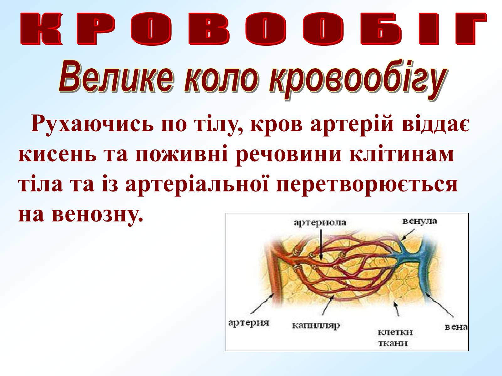 Презентація на тему «Кровообіг» - Слайд #16 Презентація на тему «Кровообіг» - Слайд #16