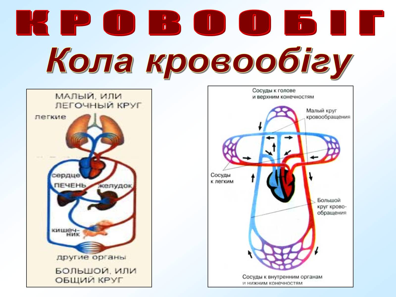 Презентація на тему «Кровообіг» - Слайд #17 Презентація на тему «Кровообіг» - Слайд #17