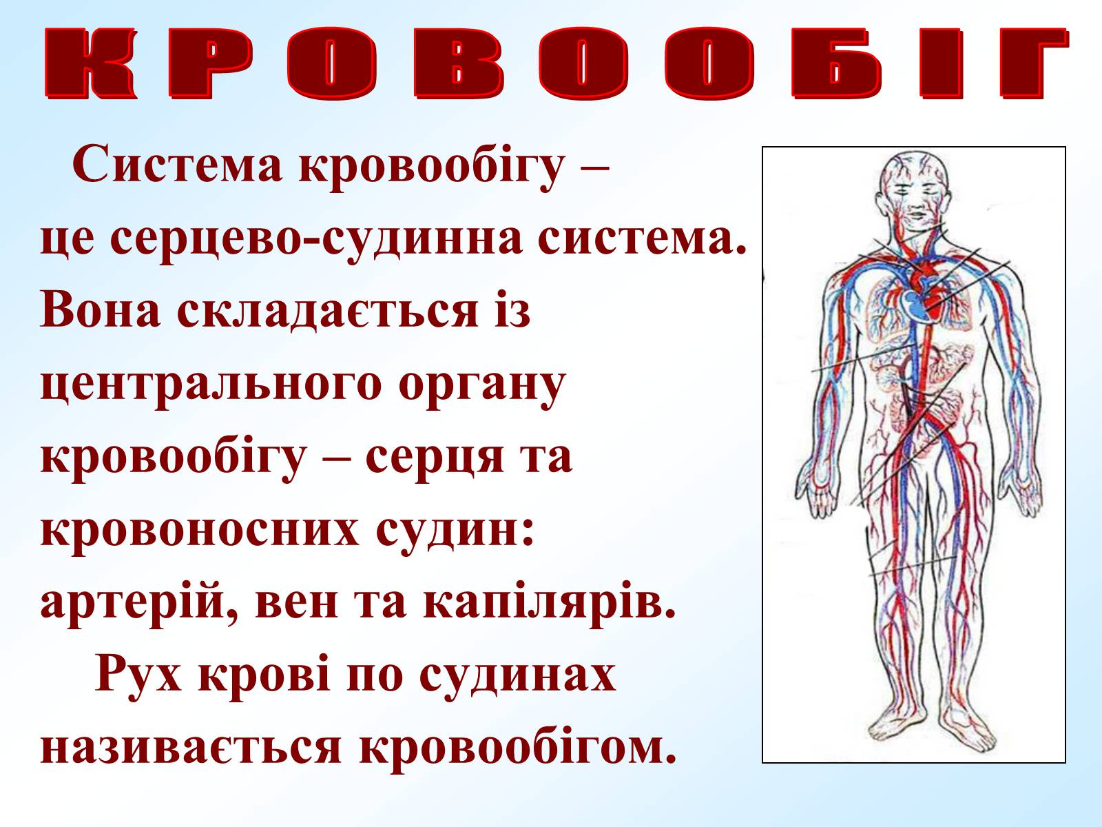 Презентація на тему «Кровообіг» - Слайд #2 Презентація на тему «Кровообіг» - Слайд #2
