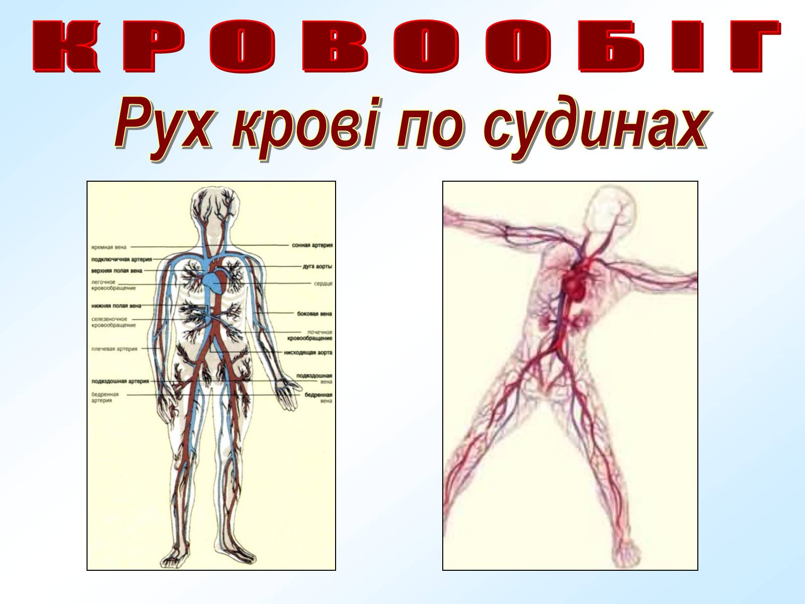 Презентація на тему «Кровообіг» - Слайд #20 Презентація на тему «Кровообіг» - Слайд #20