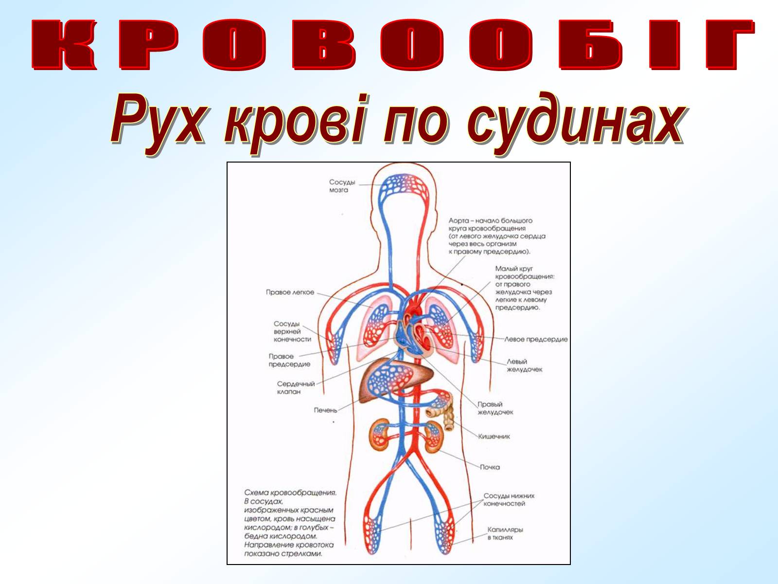 Презентація на тему «Кровообіг» - Слайд #21 Презентація на тему «Кровообіг» - Слайд #21