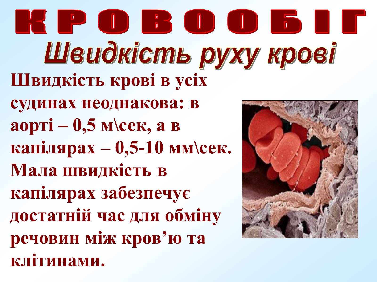 Презентація на тему «Кровообіг» - Слайд #24 Презентація на тему «Кровообіг» - Слайд #24