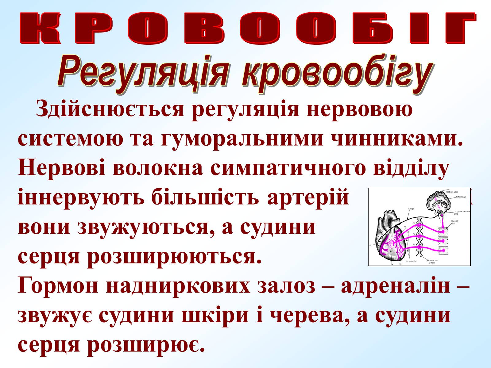 Презентація на тему «Кровообіг» - Слайд #26 Презентація на тему «Кровообіг» - Слайд #26