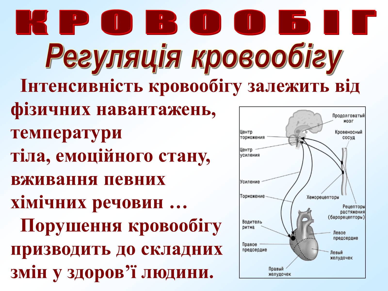Презентація на тему «Кровообіг» - Слайд #27 Презентація на тему «Кровообіг» - Слайд #27