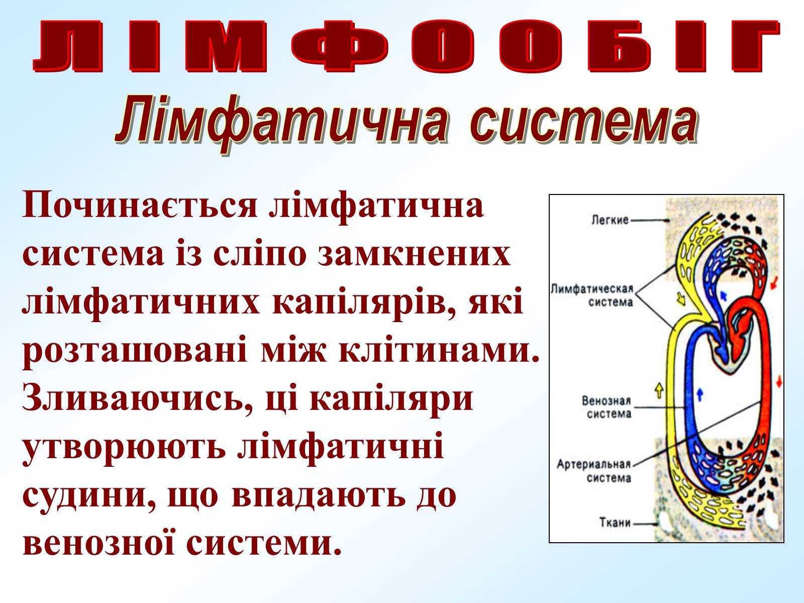 Презентація на тему «Кровообіг» - Слайд #29 Презентація на тему «Кровообіг» - Слайд #29