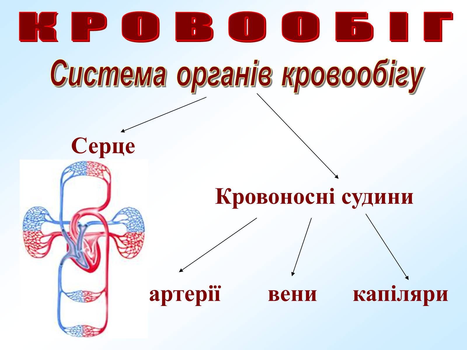 Презентація на тему «Кровообіг» - Слайд #3 Презентація на тему «Кровообіг» - Слайд #3