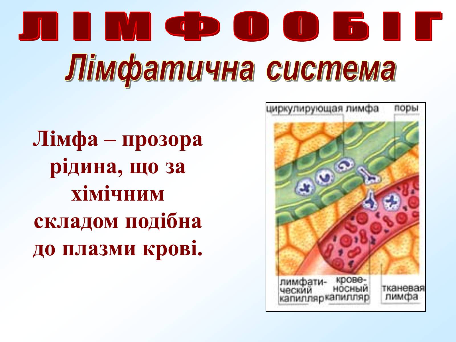 Презентація на тему «Кровообіг» - Слайд #30 Презентація на тему «Кровообіг» - Слайд #30