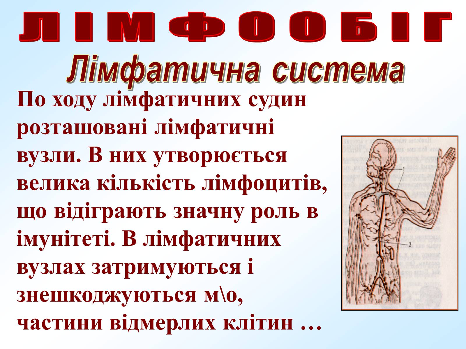 Презентація на тему «Кровообіг» - Слайд #31 Презентація на тему «Кровообіг» - Слайд #31