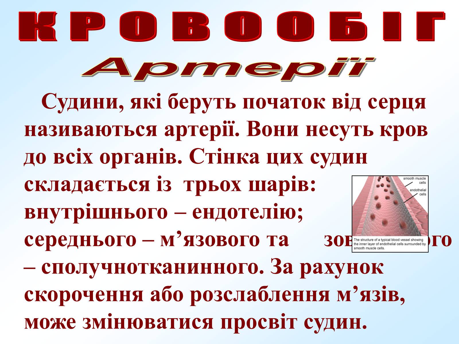 Презентація на тему «Кровообіг» - Слайд #5 Презентація на тему «Кровообіг» - Слайд #5