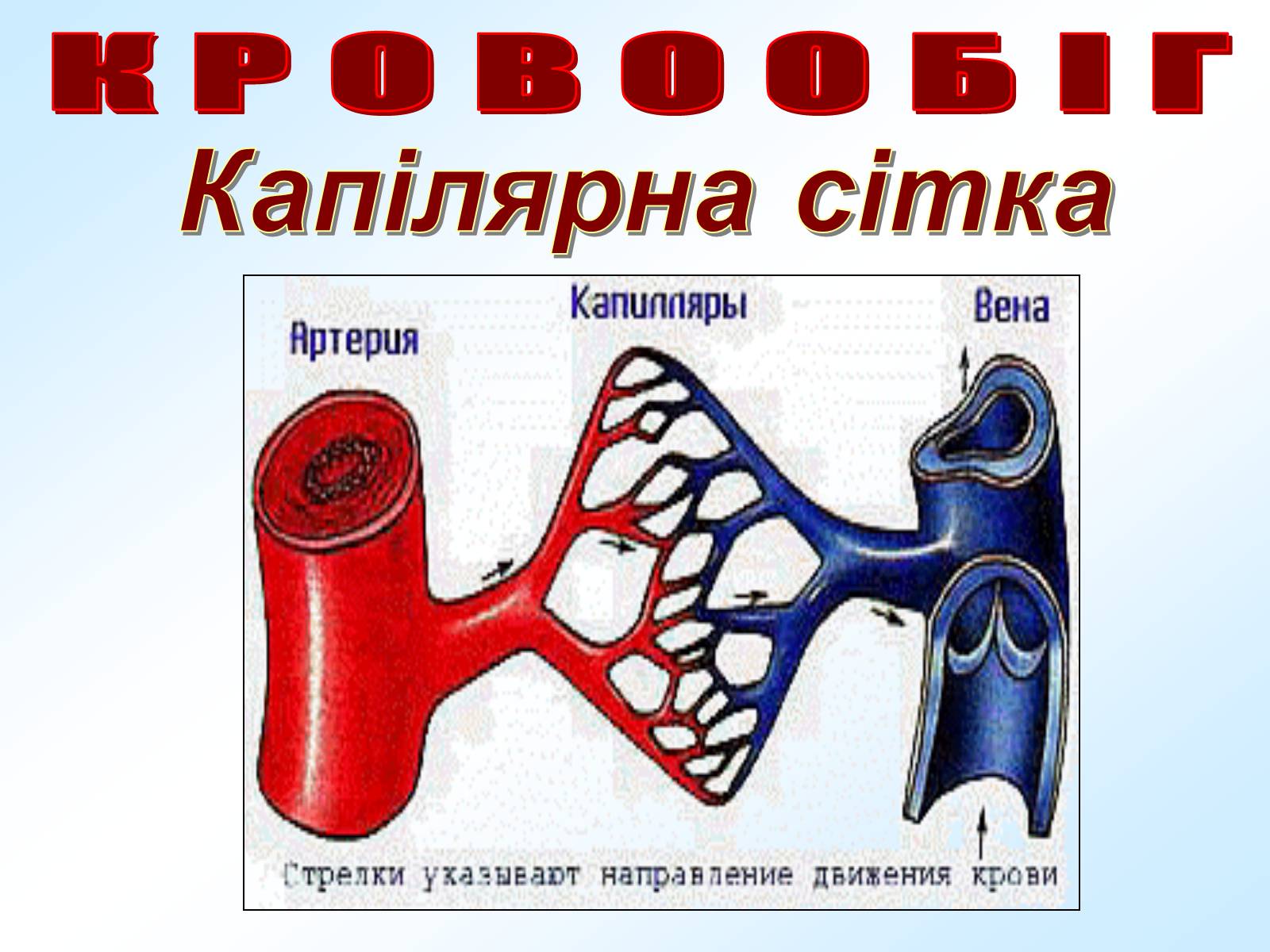 Презентація на тему «Кровообіг» - Слайд #9 Презентація на тему «Кровообіг» - Слайд #9