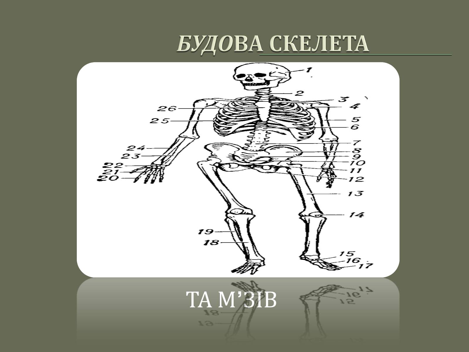 Презентація на тему «Будова Скелету» - Слайд #1 Презентація на тему «Будова Скелету» - Слайд #1