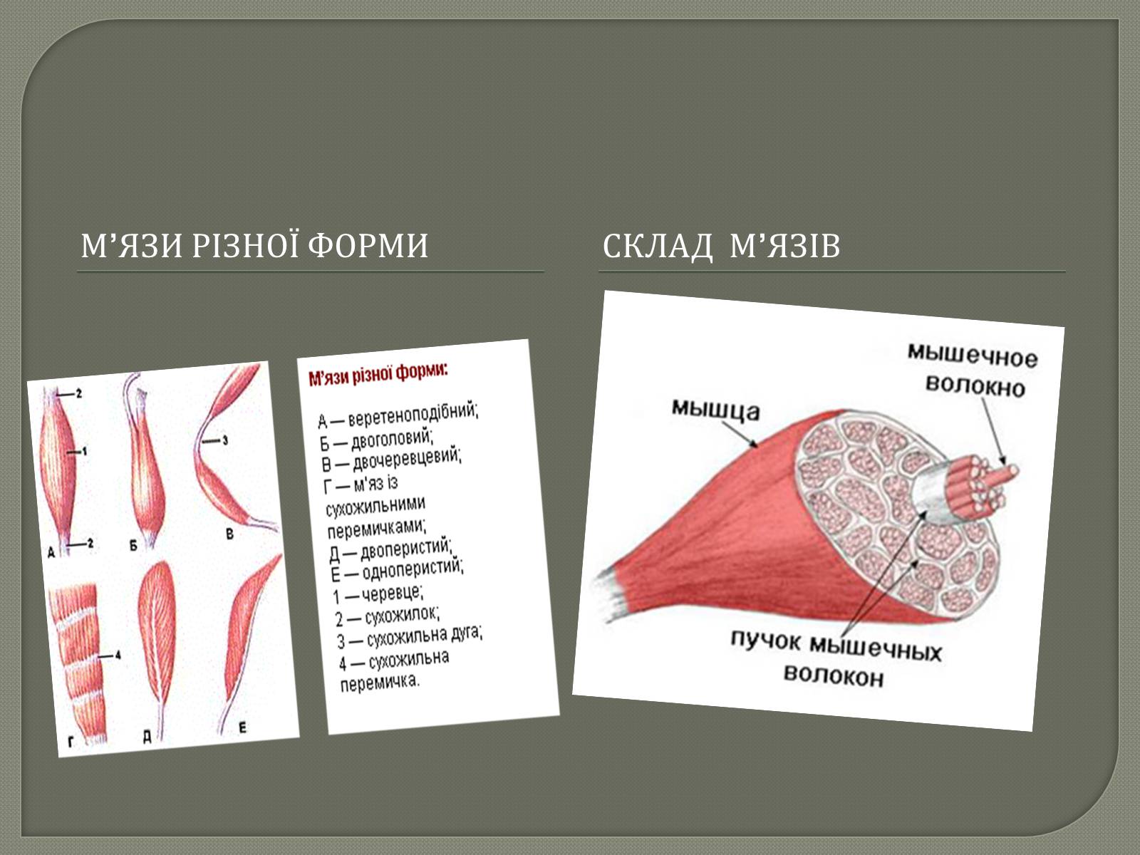 Презентація на тему «Будова Скелету» - Слайд #12 Презентація на тему «Будова Скелету» - Слайд #12