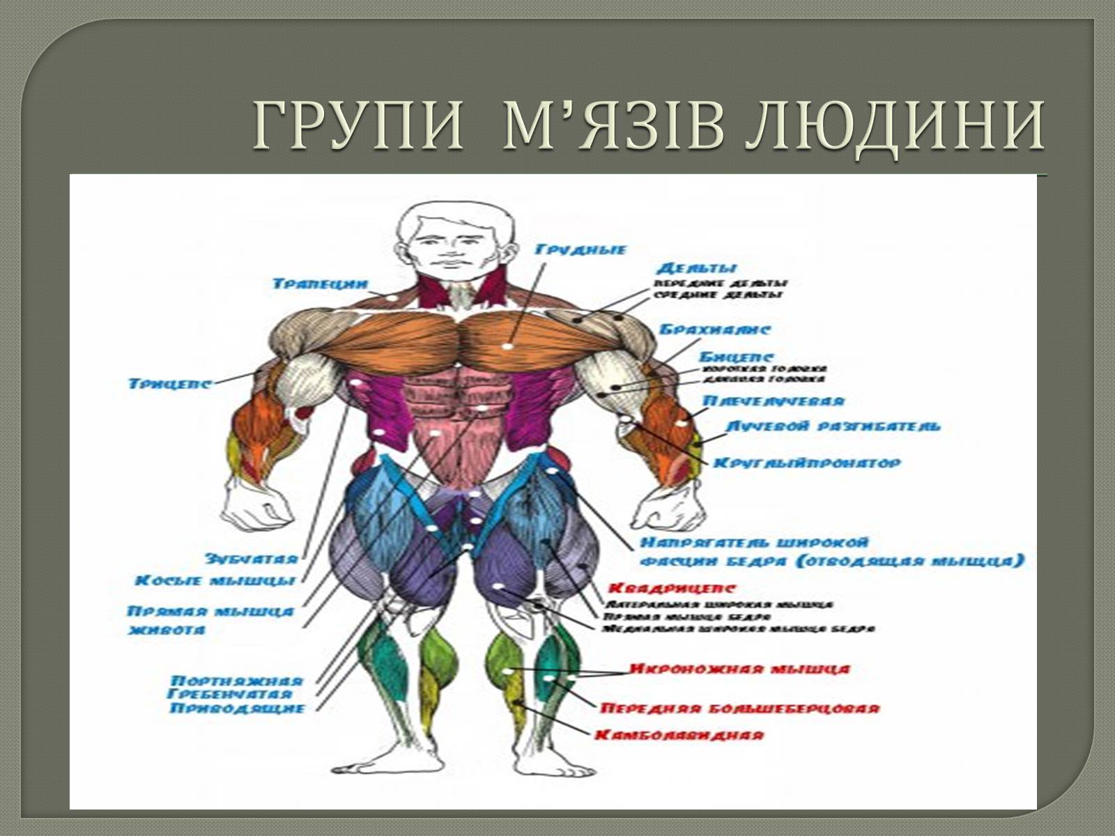 Презентація на тему «Будова Скелету» - Слайд #13 Презентація на тему «Будова Скелету» - Слайд #13