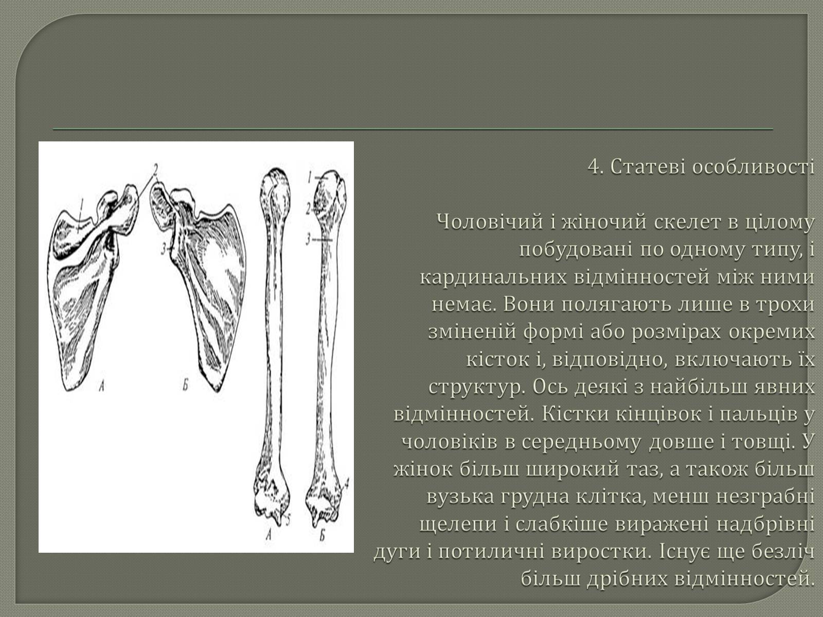 Презентація на тему «Будова Скелету» - Слайд #7 Презентація на тему «Будова Скелету» - Слайд #7