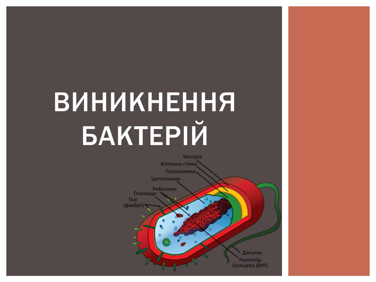 Презентація на тему «Виникнення бактерій» - Слайд #1 Презентація на тему «Виникнення бактерій» - Слайд #1