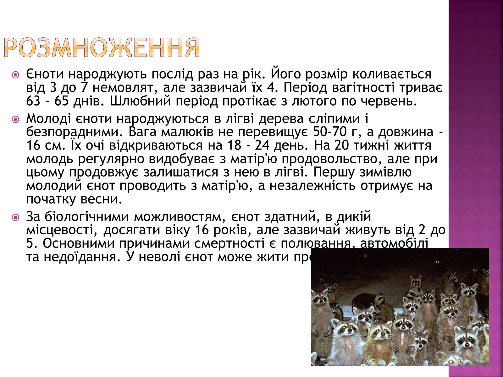 Презентація на тему «Єноти» - Слайд #4 Презентація на тему «Єноти» - Слайд #4