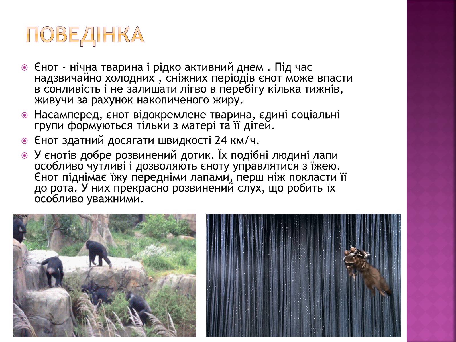 Презентація на тему «Єноти» - Слайд #5 Презентація на тему «Єноти» - Слайд #5