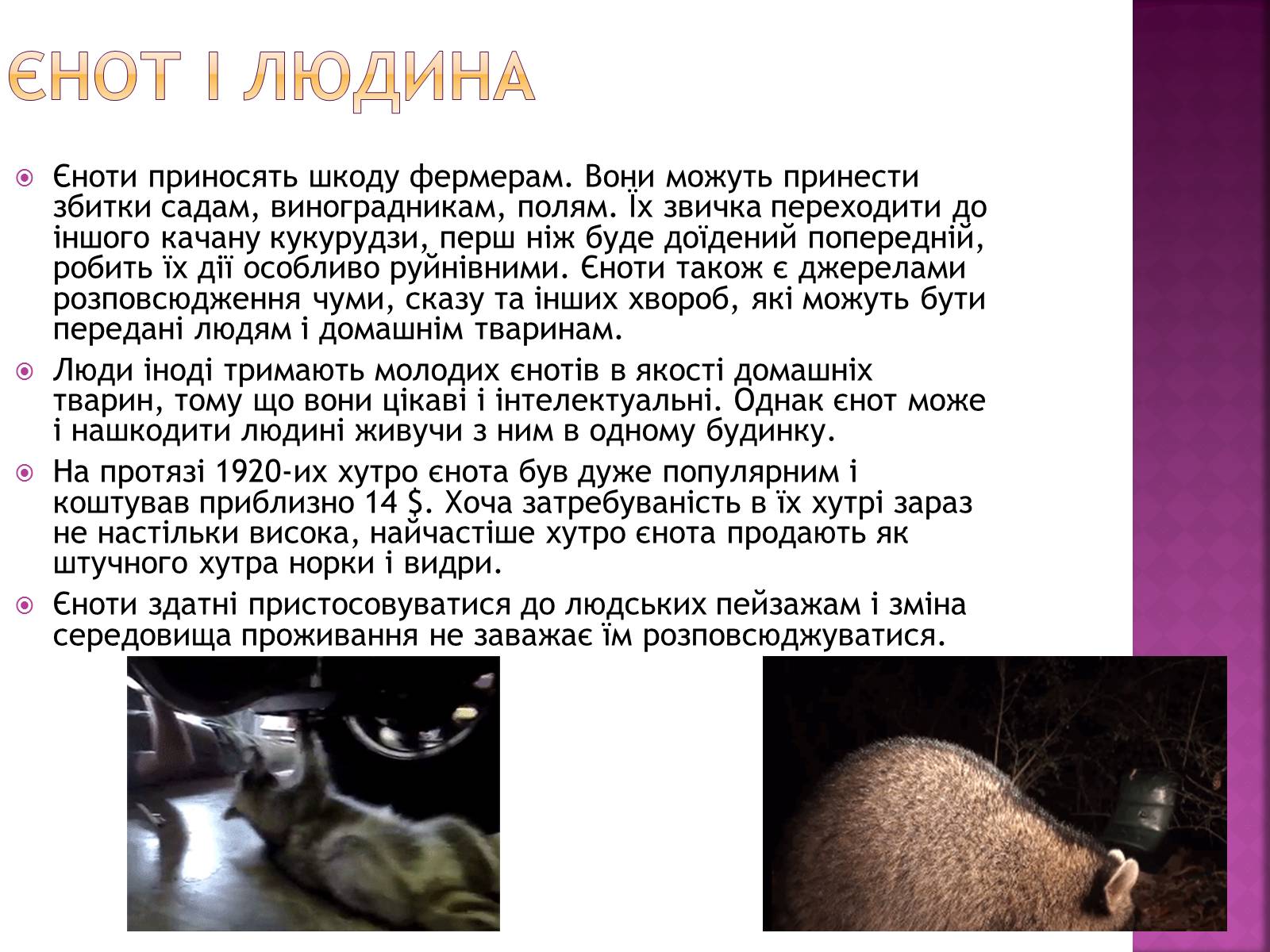 Презентація на тему «Єноти» - Слайд #6 Презентація на тему «Єноти» - Слайд #6