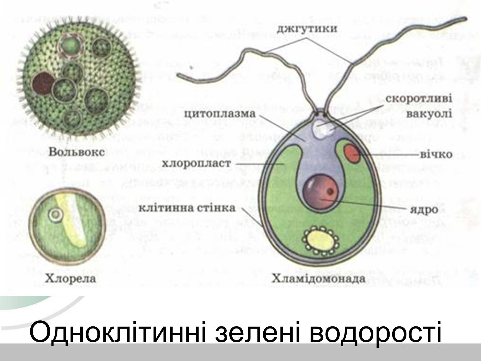 Презентація на тему «Водорості» (варіант 3) - Слайд #10 Презентація на тему «Водорості» (варіант 3) - Слайд #10
