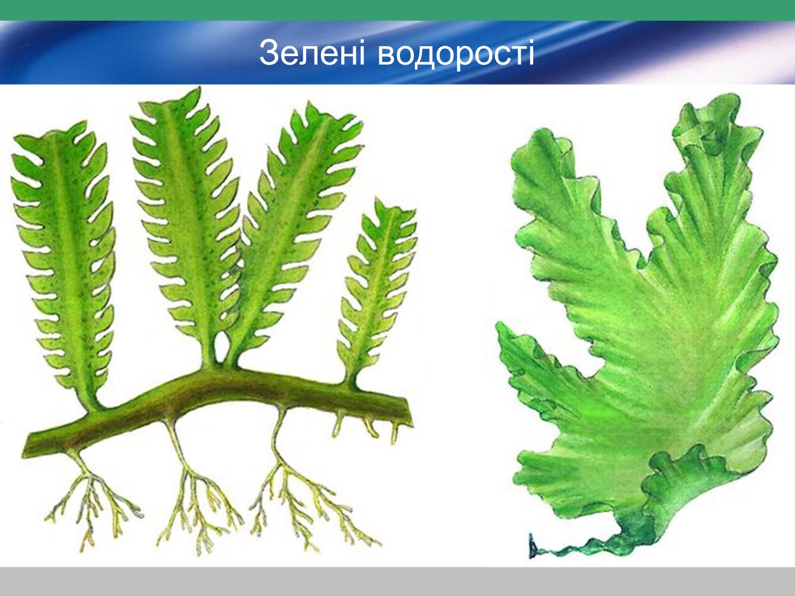 Презентація на тему «Водорості» (варіант 3) - Слайд #9 Презентація на тему «Водорості» (варіант 3) - Слайд #9