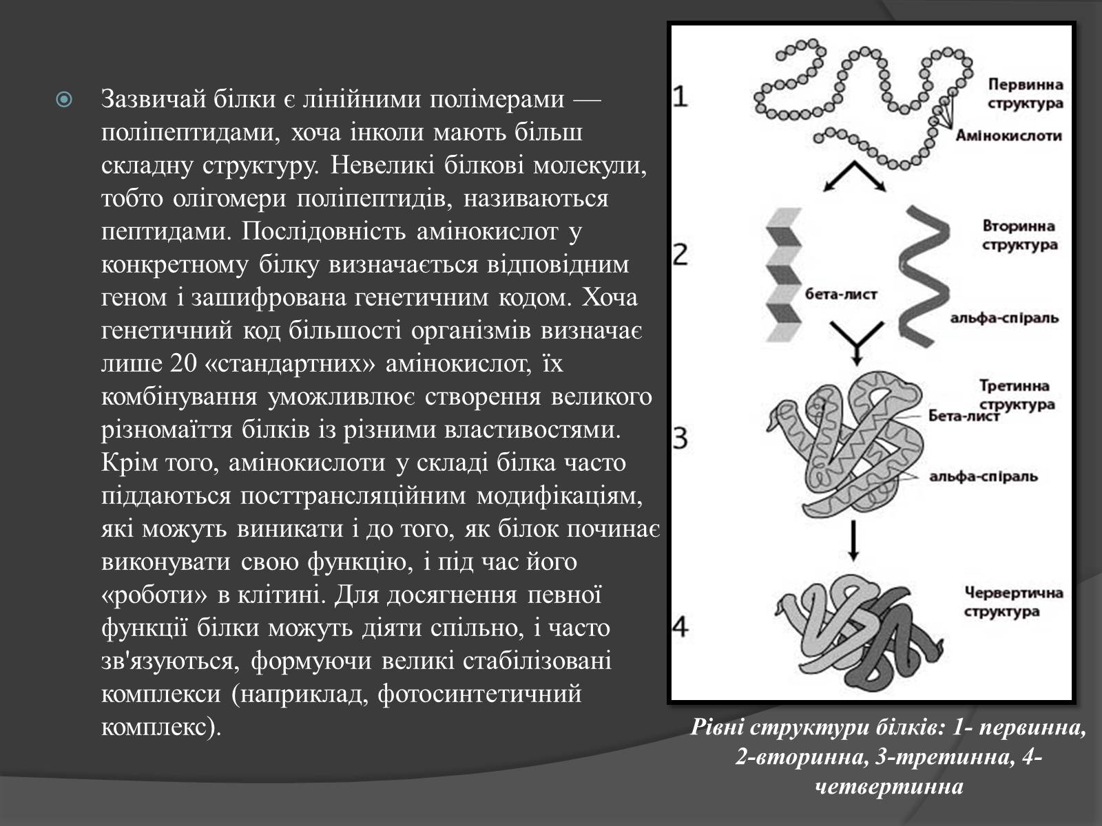 Презентація на тему «Білки, жири, вуглеводи» (варіант 3) - Слайд #4 Презентація на тему «Білки, жири, вуглеводи» (варіант 3) - Слайд #4