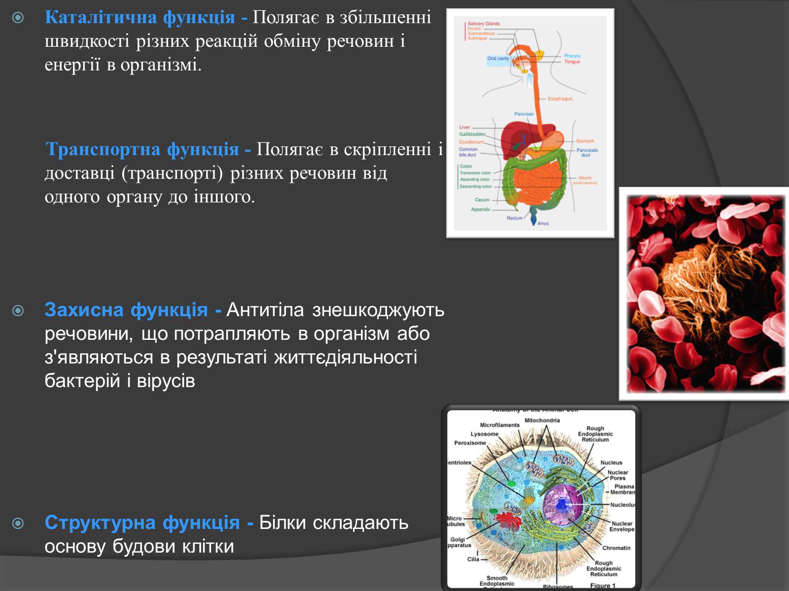 Презентація на тему «Білки, жири, вуглеводи» (варіант 3) - Слайд #6 Презентація на тему «Білки, жири, вуглеводи» (варіант 3) - Слайд #6
