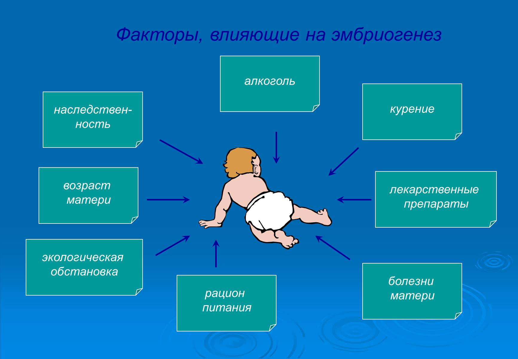 Презентація на тему «Онтогенез» (варіант 5) - Слайд #10 Презентація на тему «Онтогенез» (варіант 5) - Слайд #10