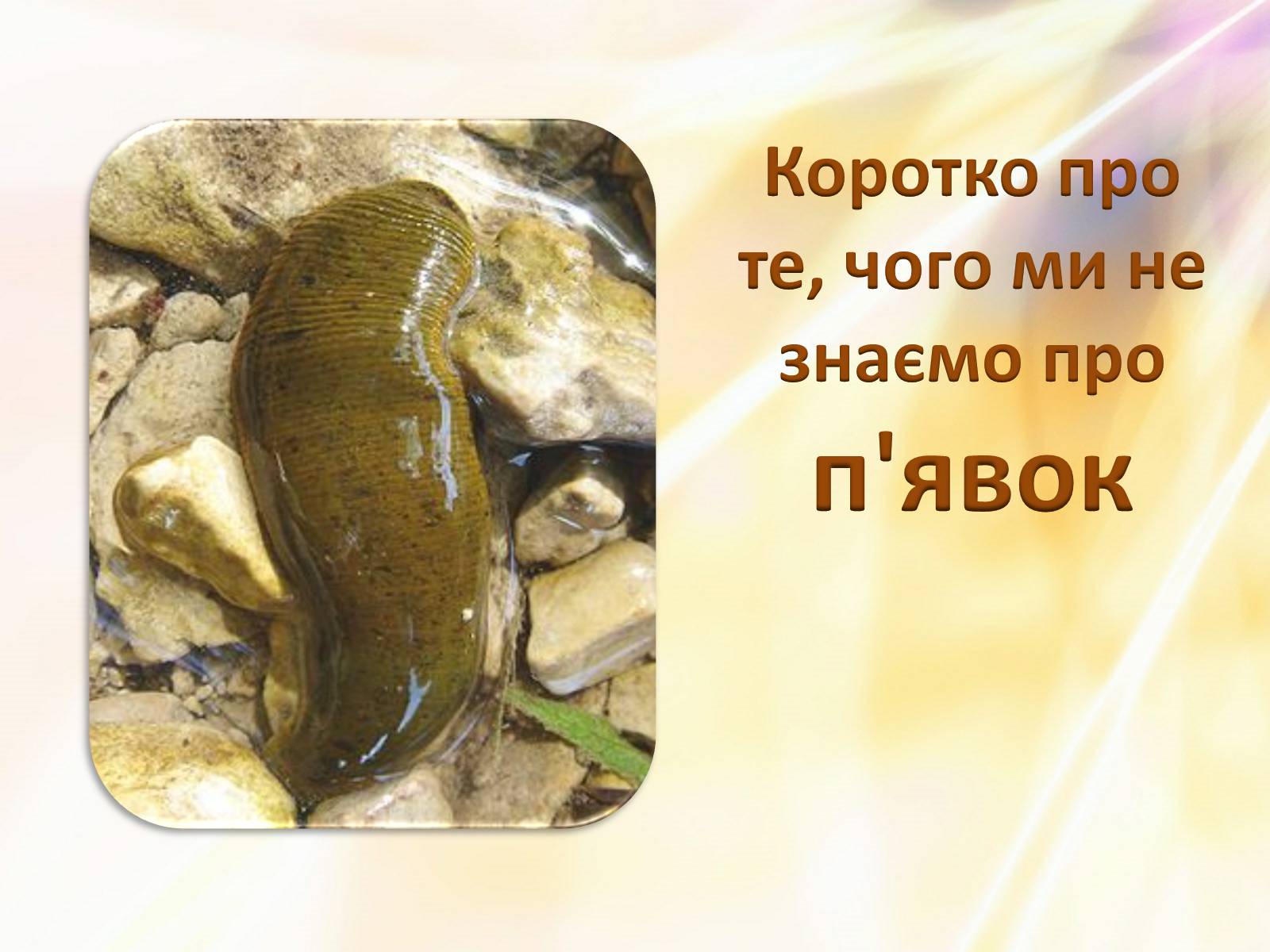 Презентація на тему «П’явки» - Слайд #1 Презентація на тему «П’явки» - Слайд #1
