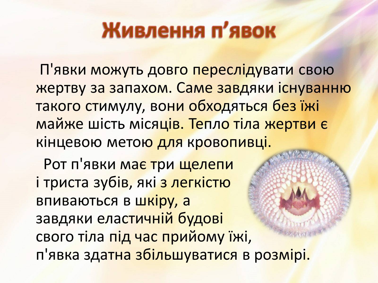 Презентація на тему «П’явки» - Слайд #10 Презентація на тему «П’явки» - Слайд #10