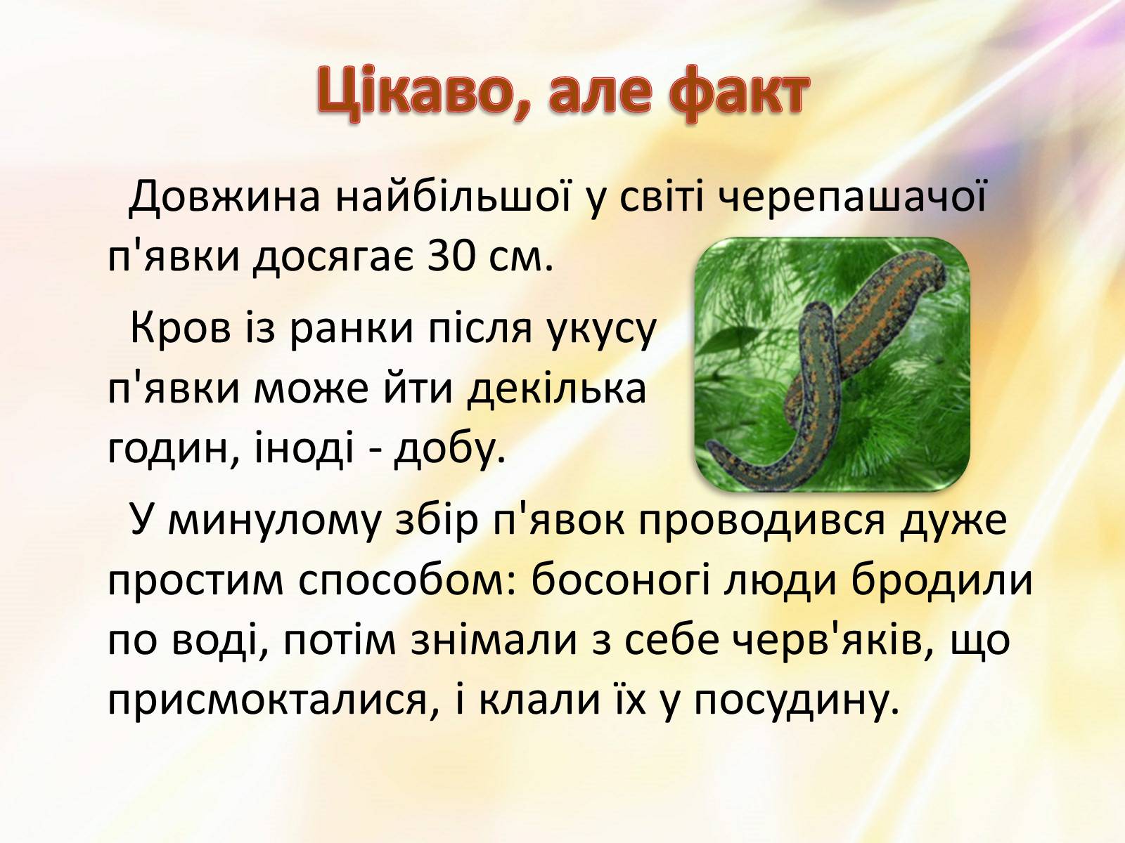 Презентація на тему «П’явки» - Слайд #11 Презентація на тему «П’явки» - Слайд #11