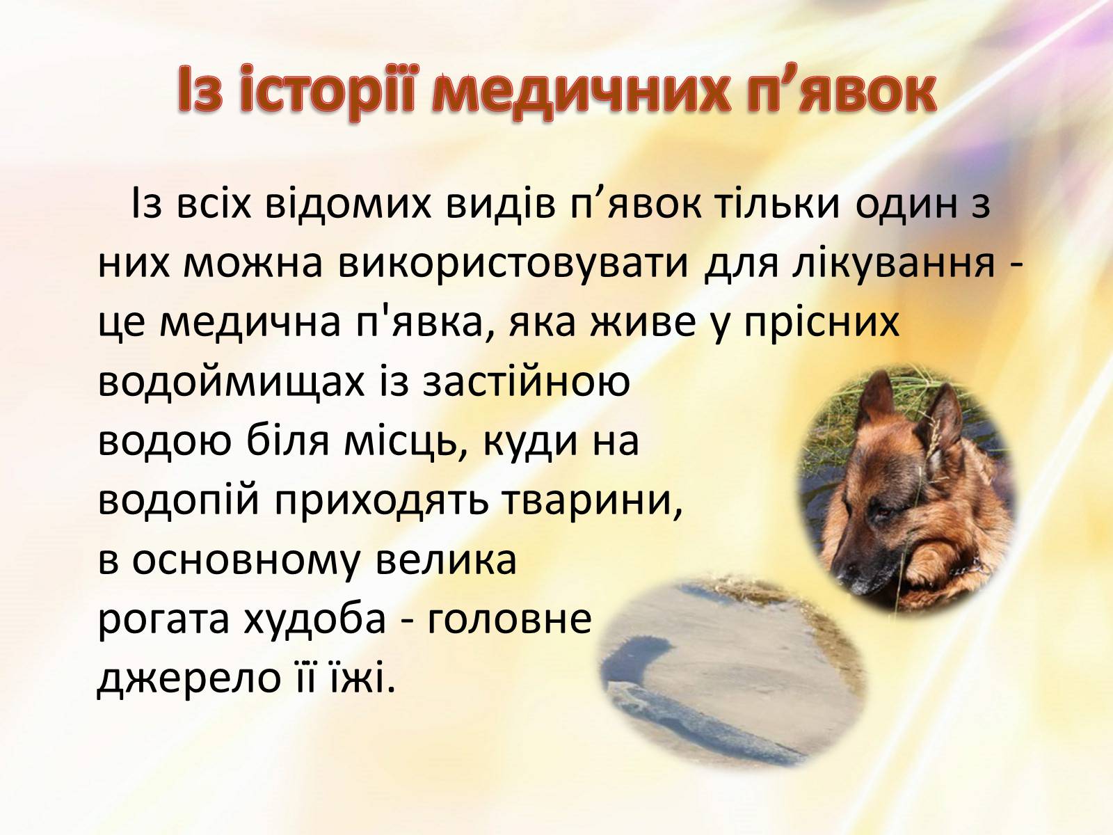 Презентація на тему «П’явки» - Слайд #13 Презентація на тему «П’явки» - Слайд #13