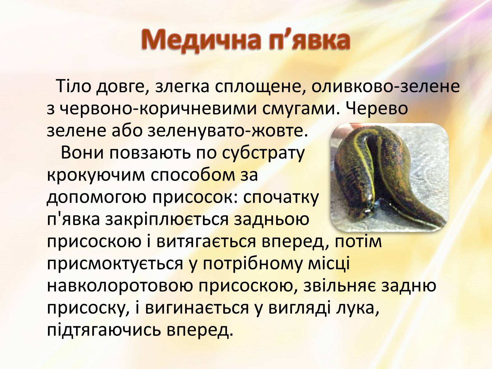 Презентація на тему «П’явки» - Слайд #15 Презентація на тему «П’явки» - Слайд #15