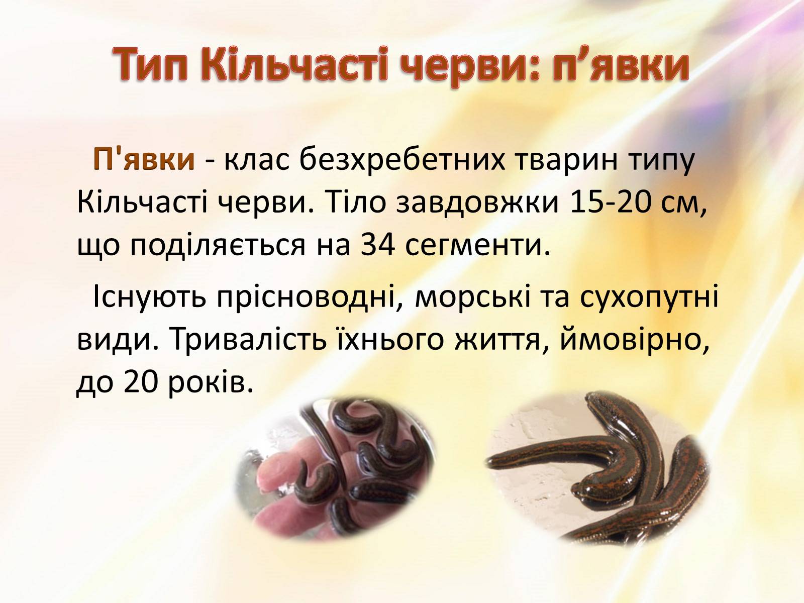 Презентація на тему «П’явки» - Слайд #2 Презентація на тему «П’явки» - Слайд #2