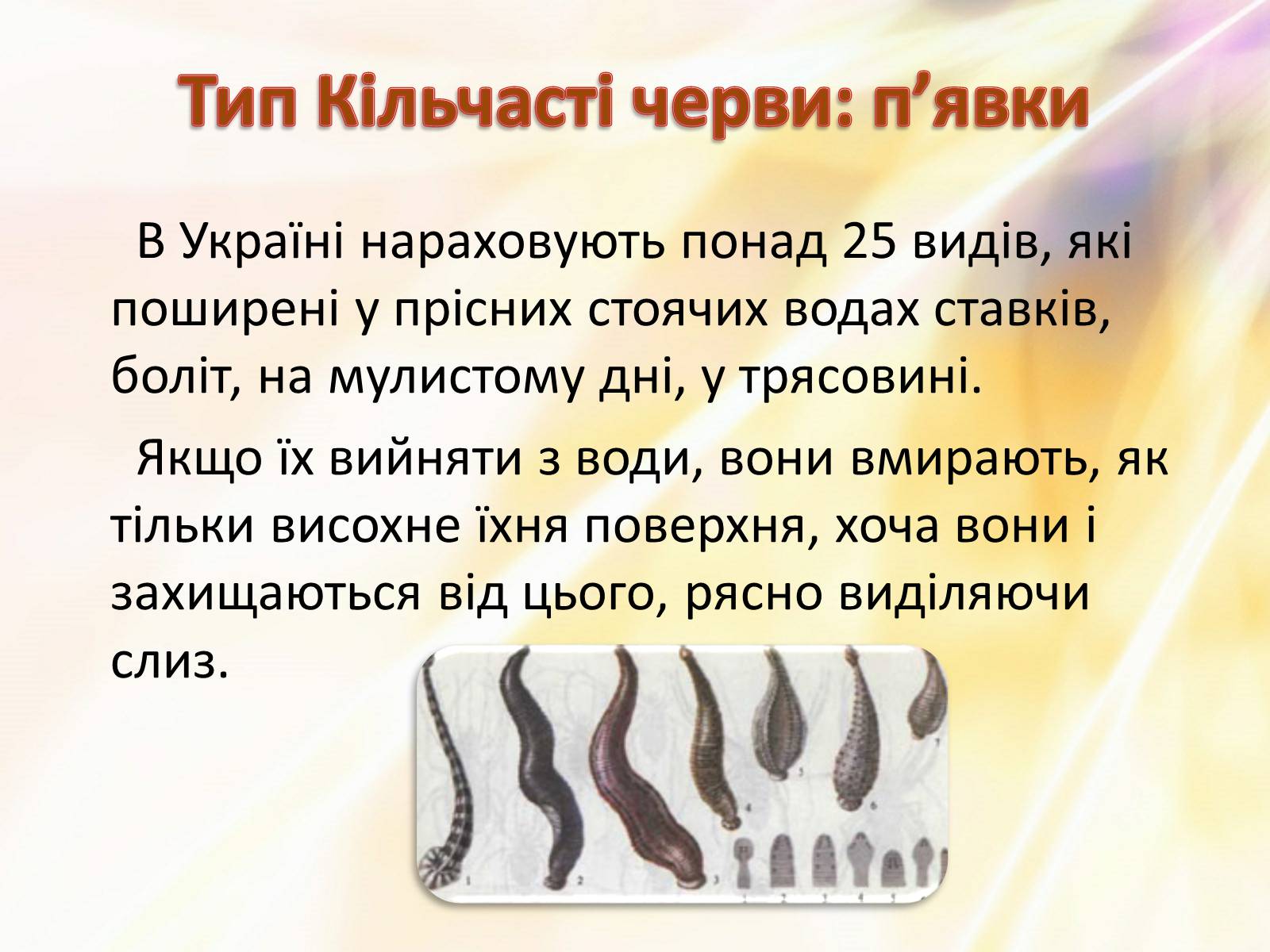 Презентація на тему «П’явки» - Слайд #3 Презентація на тему «П’явки» - Слайд #3